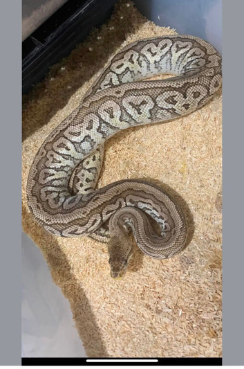 Desert ghost hurricane