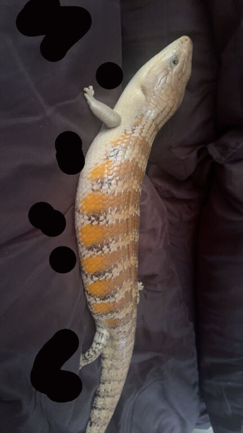 northern blue tongue skink