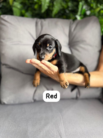 Miniature dachshund