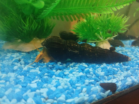 Rabbit Snails ( Tylomelania )