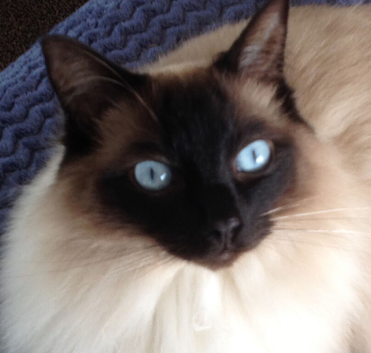 Two 9yr old female Ragdoll Cats with eyes to dye for