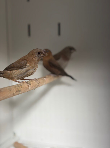 Various Stunning Mixed Finches Available