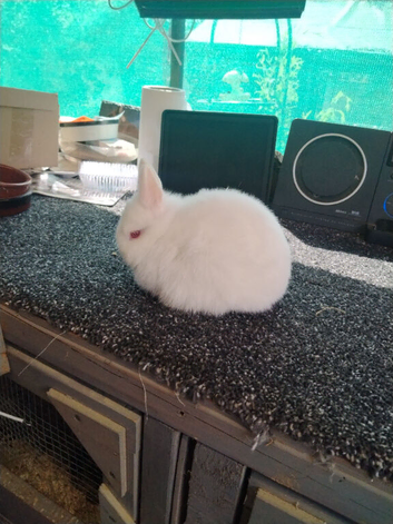 Rew Netherland dwarf