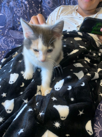 Beautiful 14 week old kittens