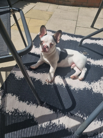 6 months old french bulldog