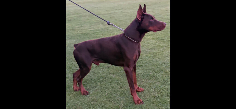 Male stud dog