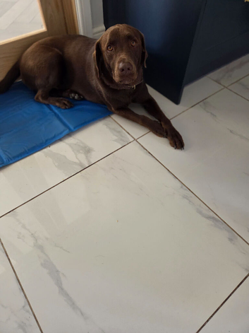 Male labrador