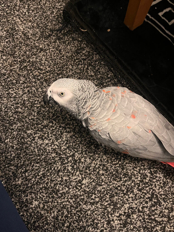 Tame red factor African grey