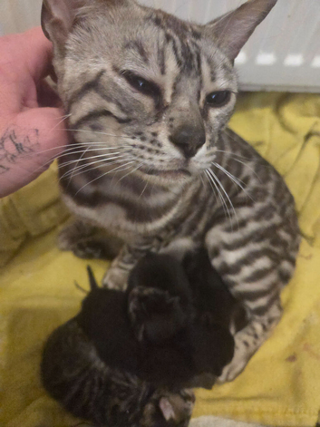 Bengal cross kittens