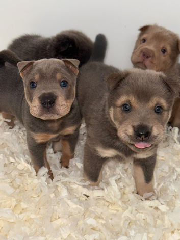Stunning tan point bear coat sharpei&rsquo;s