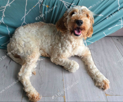 Female cockapoo f1