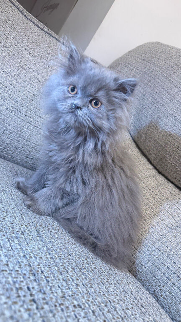 Persian kitten