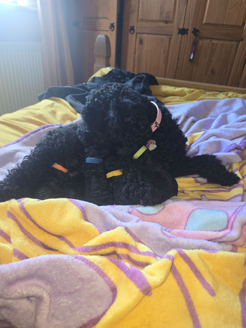 Beautiful male toy poodles