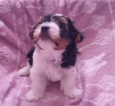 *Beautiful Biewer Yorkshire Terrier Puppies &ndash; 2 Girls and 2 Boys Available*