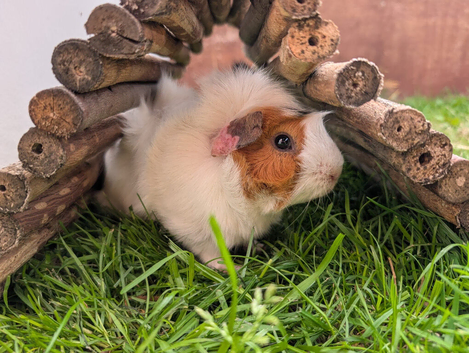 Male guinea pigs