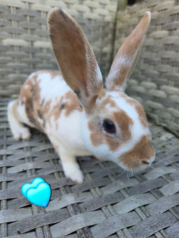 Baby mini rex available