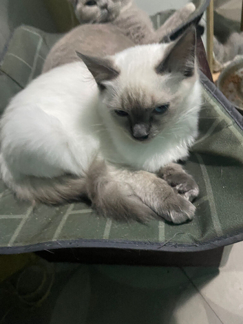Ragdoll