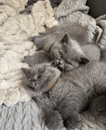 British shorthair kittens