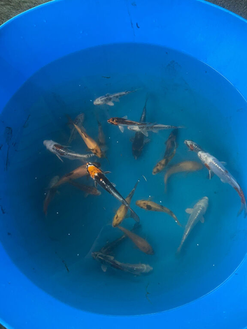 Various koi