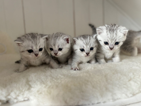 Stunning Snow Spot Kittens