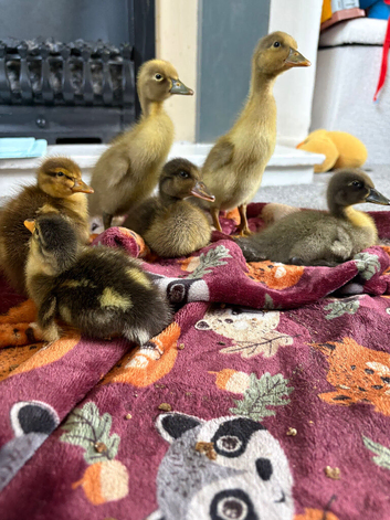 5xIndian  runner ducklings