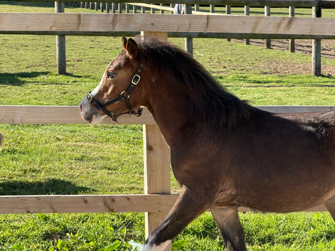 Beautiful bay filly