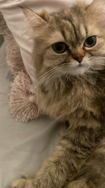 Selling, half breed Persian girl