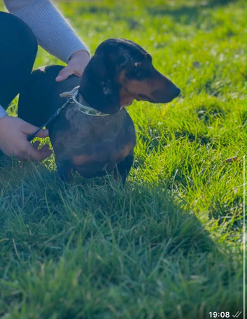 For sale Bella 4years old dashund girl