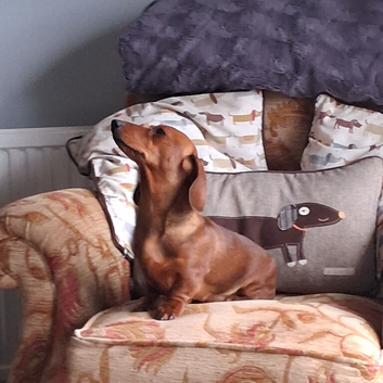 GORGEOUS EXTREMELY LOVING 4 YEAR OLD RED TRUE MINI SMOOTH GIRLIE.
