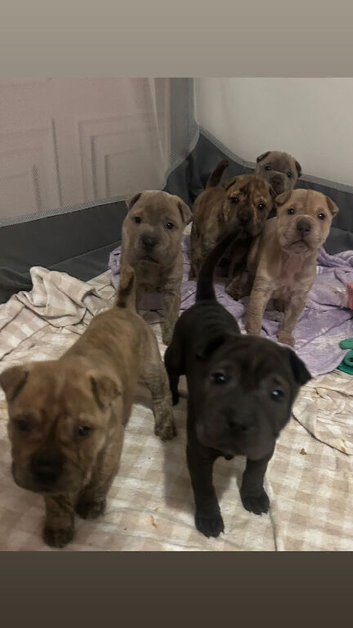 Shar pei X staff pups
