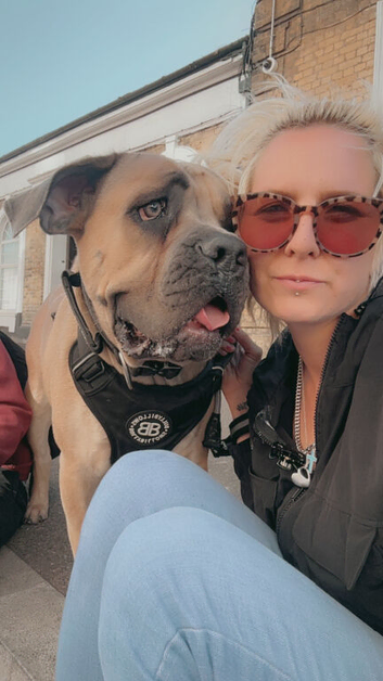 2 year old female cane Corso