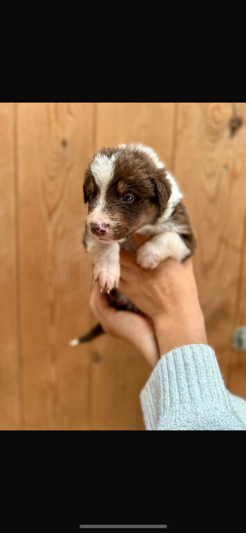 Collie puppies