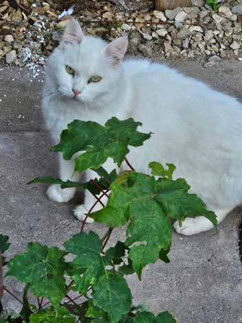 Turkish angora