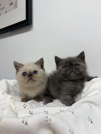 EXOTIC KITTENS