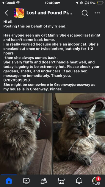 Missing tabby long fur