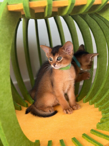 Last two Champion lines Abyssinian kittens