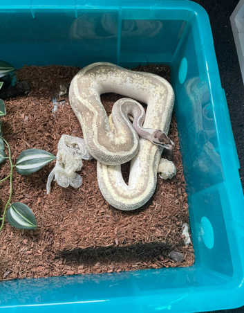Royals for sale