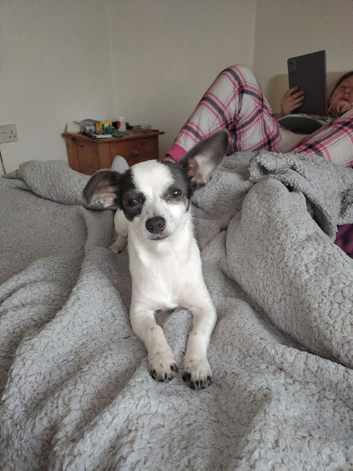 Chihuahua Cross sausage dog