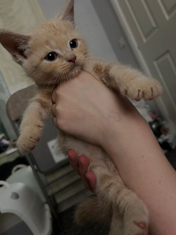 British short hair cats Cross