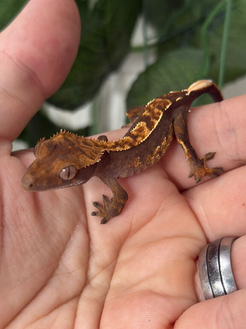 Various baby and adult crested geckos