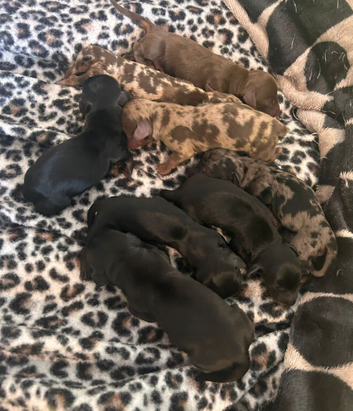 7 Adorable Sausage Pups Ready 18th August