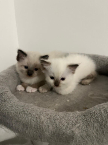 Ragdoll kittens