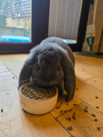Xl blue french lop/ white mini lop OFFERS