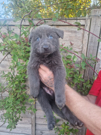 BLUE GERMAN SHEPHERD PUPPIES READY SOON