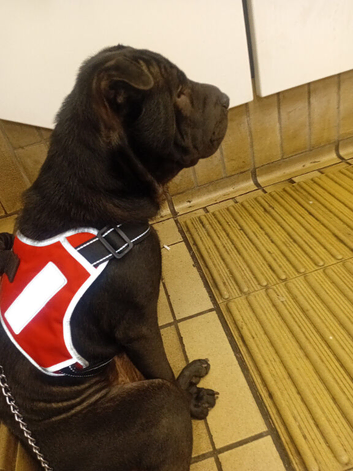 Sharpei