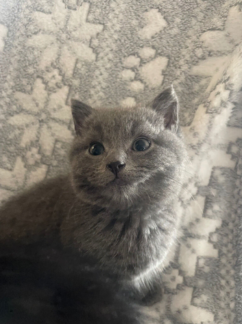 Ready for their forever homes now