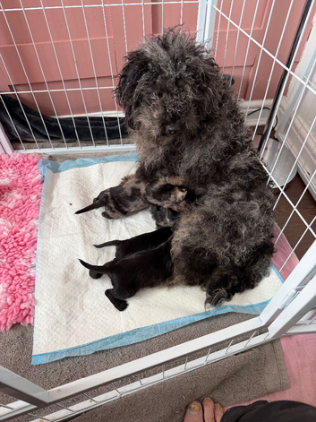 Cavapoo x Dachshund