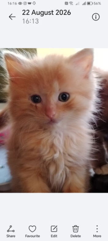 Stunning fluffy ginger girl