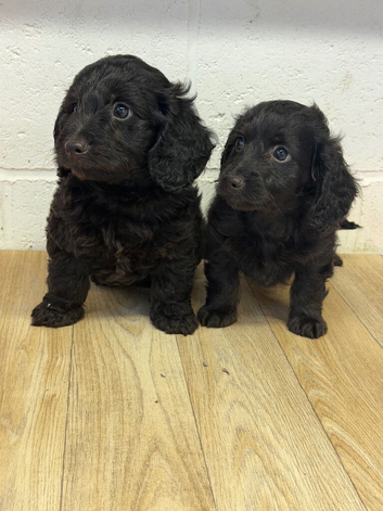 2 boys