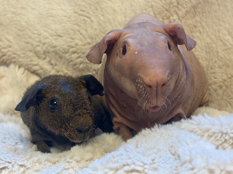 Baldwin and werewolf skinny pig boy pair Brighton